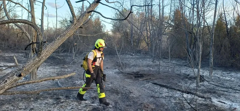 Tűzoltó halad a leégett erdőrészen